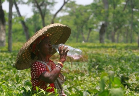 Summer begins with 36 degree temperature, expected to raise upto 38 degree this week Summer begins with 36 degree temperature, expected to raise upto 38 degree this week
